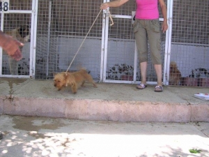 bamba_2013_2