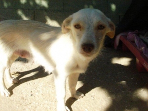 Blanca