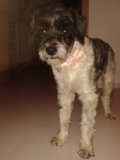 canuto_2013_3