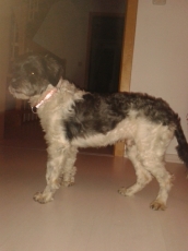 canuto_2013_4