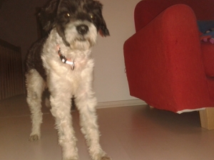canuto_2013_5