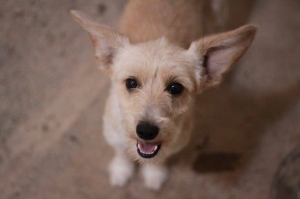 chico_2013_1