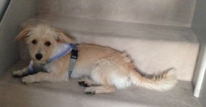 chico_2013_9