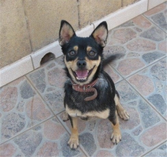 DODO1