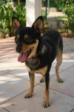 Dodo_2