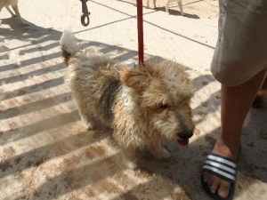 foxty_2013_2