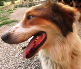 Ginger-2