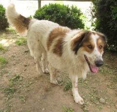 Ginger-Italy