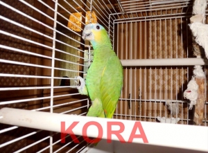 Kora-1