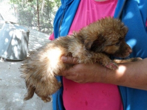 nala_2013_2-2