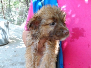nala_2013_3-2