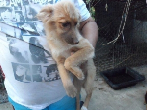 nala_2013_4