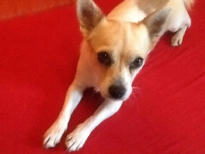 paloma_2013_3