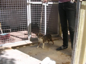 romy_2013_1