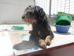 rony_2013_1