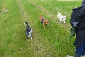 scooby_2013_3