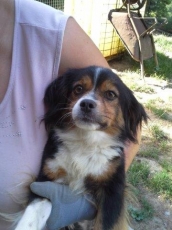 silvy_2013_4
