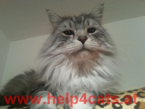 djego_rocky (3)