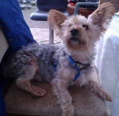 gizmo_2014_10