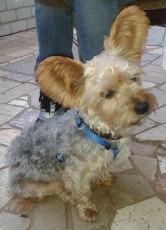 gizmo_2014_11