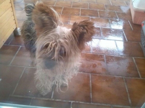 gizmo_2014_1