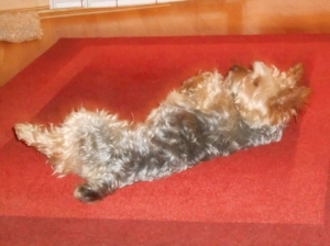 gizmo_2014_5