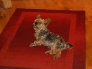 gizmo_2014_6