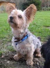 gizmo_2014_7