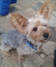 gizmo_2014_8
