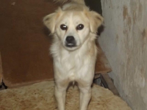 gnomo_2014_3