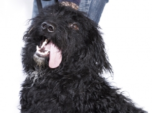 maci_2014_1