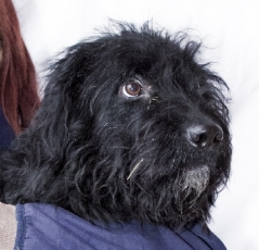 maci_2014_2