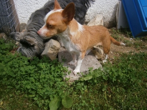 pampi_2014_13