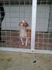 pampi_2014_1