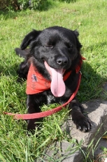pubi_2014_2
