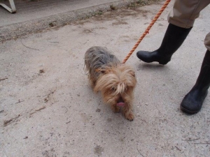 pumba1_2014_4