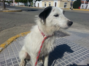 sam