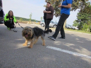 simba_2014_4