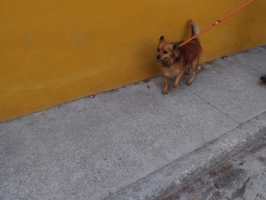 skippy_2014_2