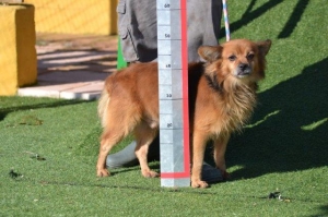 skippy_2014_6
