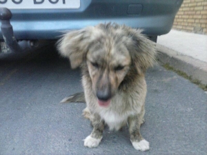 wuffi