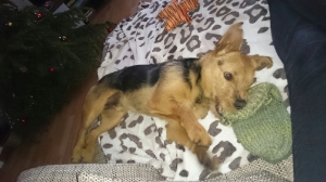 archie_2015_2
