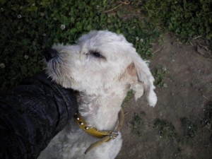 balu_2015_2
