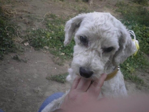 balu_2015_3