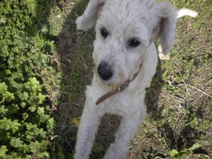 balu_2015_4