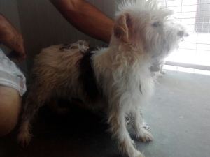 bella_2015_1
