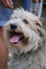 benji_2015_1