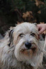 benji_2015_2