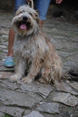 benji_2015_3