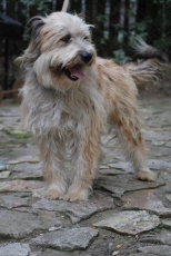 benji_2015_4